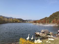 -千年银杏谷文化旅游区