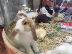 -卡通尼·Safari非洲探索乐园·生日会(金桥国际商业广场店)