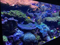 -西雅图水族馆