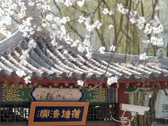 -桃花堤公园