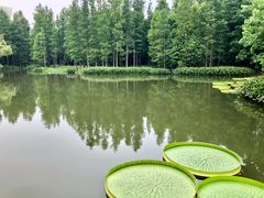 -上海滨江森林公园