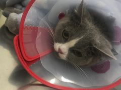 -瑞派长江宠物医院·猫科·外科·24小时夜护(谊城公寓分院)