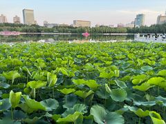 -莲花池公园