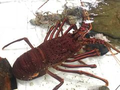 -沙田台山海鲜·酣客酒窖