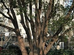 -徐家汇源景区-衡山公园