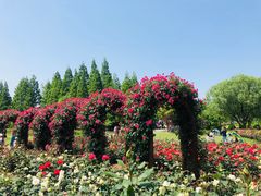 -上海滨江森林公园