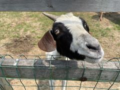 -田园东方蜜桃村的田野营地