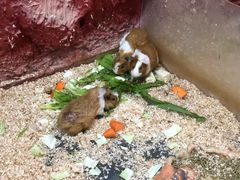 -上海大自然野生昆虫馆(东方明珠·爬宠昆虫探索中心)