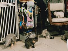 -平行世界·猫咖(首经贸店)