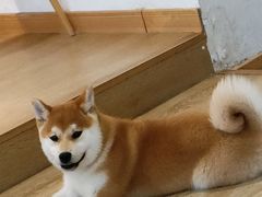 -南京Hallo宠物乐园·哈罗犬舍·柴犬繁育基地