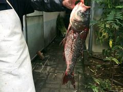 -姥家大锅台水库渔家