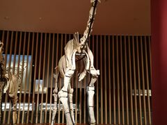 -上海自然博物馆