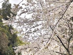 -武汉大学-樱园