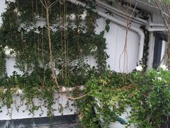 -柴务处·柴犬主题狗咖