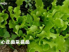 菜地-开心庄园