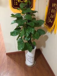 点击看大图 -Dr.林醫生产后修复·超级店(南京江宁同曦店)