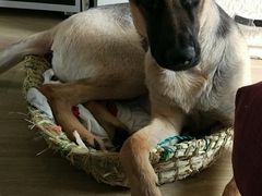 -骐奇宠物诊疗中心(南亭公路店)