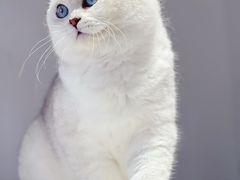 -东方名猫馆·英短金渐层布偶猫舍(环线广场1号楼店)