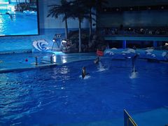 -海合安成都极地海洋公园