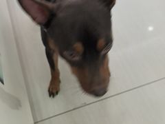 -全心全意连锁动物医院·微创中心·内科急重症·心脏专科(丰管路店)