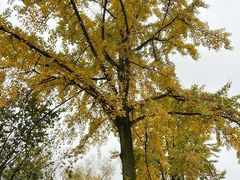 -灵岩山风景区灵岩禅寺