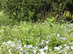 -松山湖梦幻百花洲