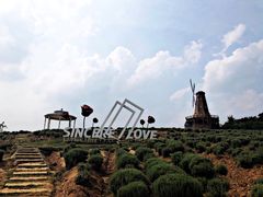 -大塘金香草谷