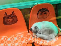 -猫咪博物馆(顶澳仔猫街店)