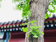 -白云观