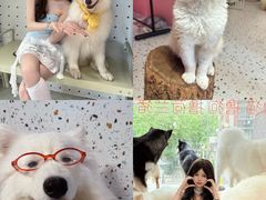 -毛绒耶耶撸宠馆·猫咖·狗咖·荷兰猪咖