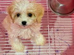 -翊宠yipet猫狗购宠庄园犬舍•猫舍