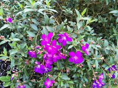 -广东茂名森林公园