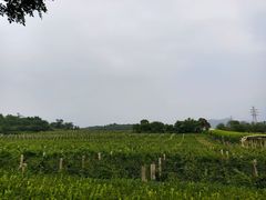 -北京张裕爱斐堡酒庄