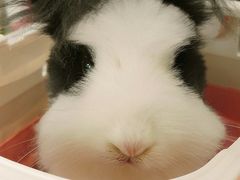 -1013 PET SHOP精品宠物商店(丁香店)