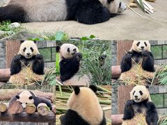 -都江堰中华大熊猫苑