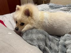 -米苏动物医院·犬猫专科·骨科外科内窥镜