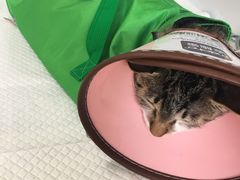 -瑞派福兴宠物医院犬猫全科·骨科·中西医结合(河东店)