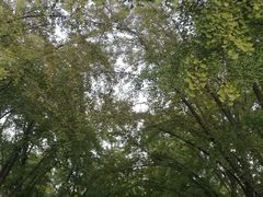 -三里屯东五街银杏大道