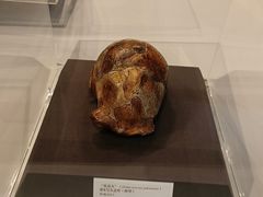 -北京周口店北京人遗址博物馆