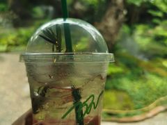 野莓气泡水-Chom Cafe and Restaurant