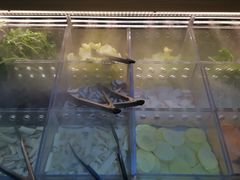 -火炉火自助餐(枫蓝国际店)