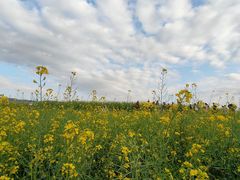 -光明小镇欢乐田园