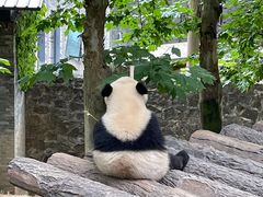-都江堰中华大熊猫苑