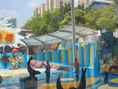 -海合安成都极地海洋公园