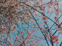 -铁山坪森林公园