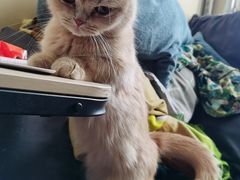 -瑞派福兴宠物医院犬猫全科·骨科·中西医结合(河东店)