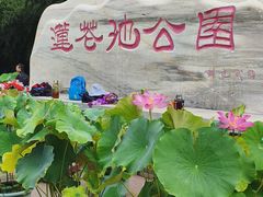 -莲花池公园