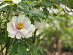 -洛阳市隋唐城遗址植物园
