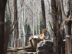 -秦皇岛野生动物园