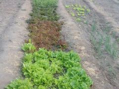 -金明姬铁锅炖(东坝店)